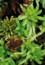 moss sphagnum taiga plants species peat genus